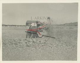 Farmers gathering harvesting and gathering hay