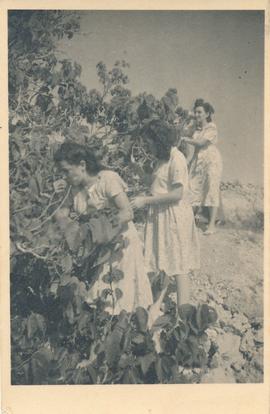 The Pizzuto sisters picking mulberries