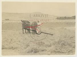 Female farmer in a field with livestock