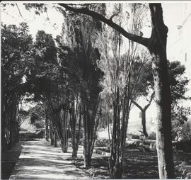 Verdala Palace Garden