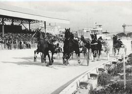 Horse Racing at Marsa Race Course