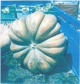 Pumpkin cultivation