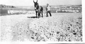 Gianni ploughing a field