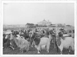 A herd of goats by Tal-Mirakli Church