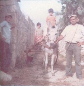 Riding a mule at the farm