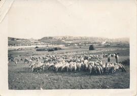 A herd of goats in Pwales Valley