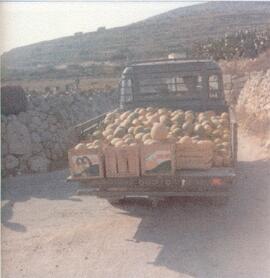 Melon Cultivation