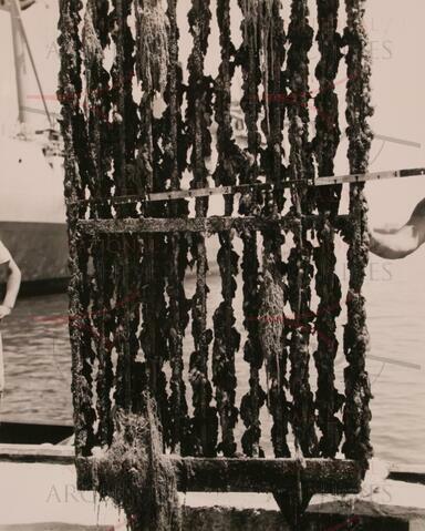 Open original Oggetto digitale