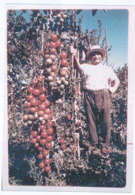 Tomato Cultivation